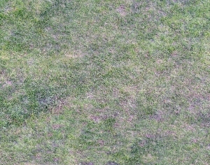 ModernGrass