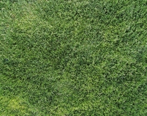 ModernGrass
