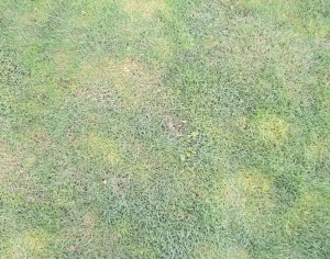 ModernGrass