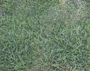 ModernGrass