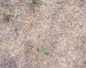 ModernGrass