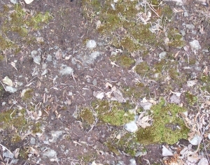 ModernGrass