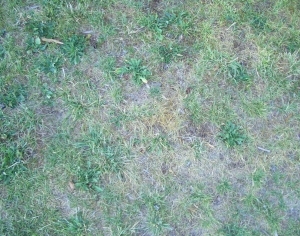 ModernGrass
