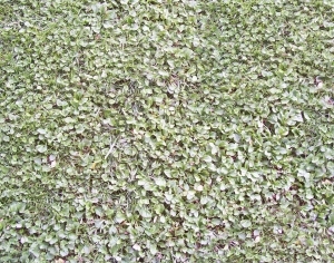 ModernGrass