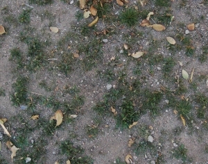 ModernGrass