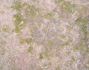 ModernGrass