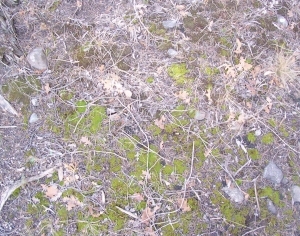 ModernGrass