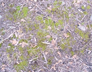 ModernGrass