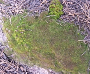 ModernGrass