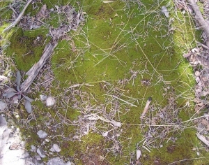 ModernGrass