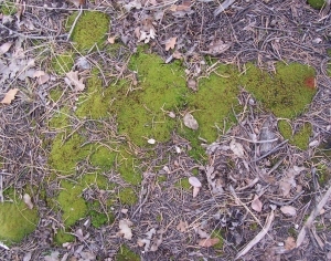 ModernGrass