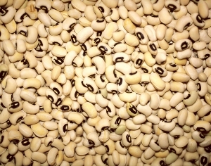 ModernFood