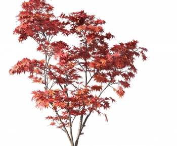 Modern Tree-ID:394543899