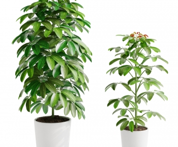 Modern Ground Green Plant Potted Plants-ID:331762084