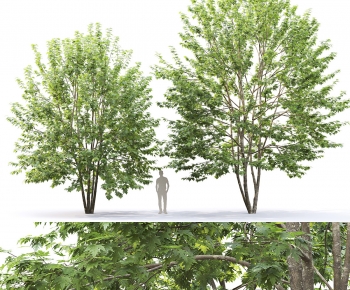 Modern Tree-ID:280396947