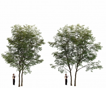 Modern Tree-ID:873927129
