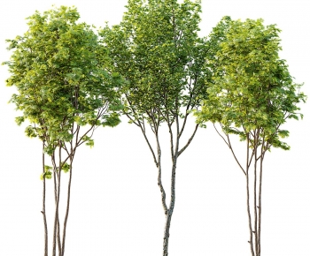 Modern Tree-ID:149657013