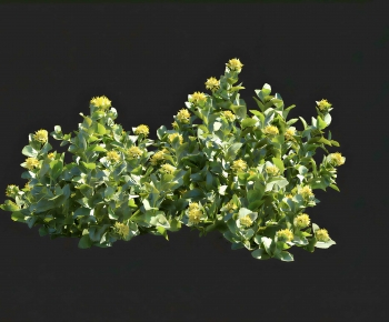 Modern Shrubbery-ID:661429886