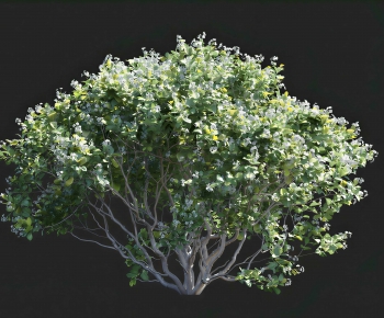 Modern Shrubbery-ID:969554902