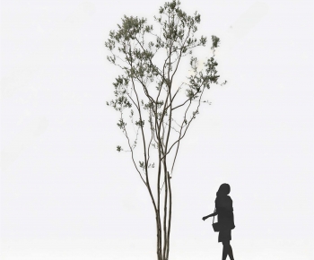 Modern Tree-ID:245074036