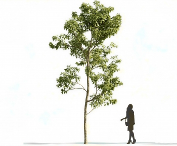 Modern Tree-ID:258833898