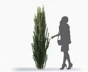 Modern Shrubbery-ID:942682035