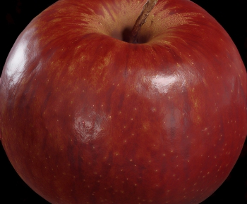 Modern Fruit-ID:183710108