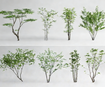 Modern Tree-ID:440587049