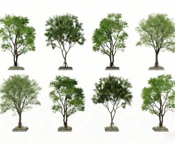 Modern Tree-ID:728977928