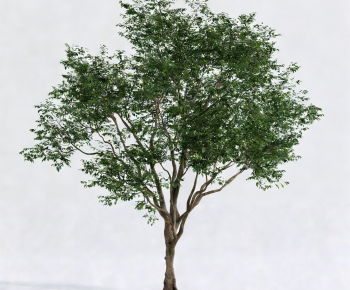 Modern Tree-ID:284456019