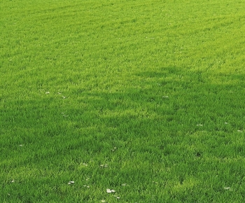 Modern The Grass-ID:967134004