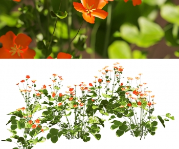Modern Flowers And Grass-ID:212847951