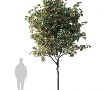 Modern Tree-ID:529244905