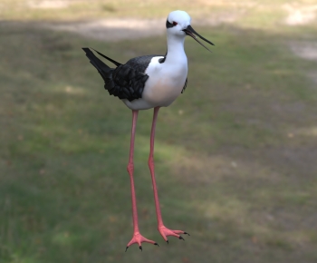 Modern Flying Animals-ID:768291958
