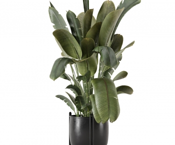 Modern Ground Green Plant Potted Plants-ID:527064091