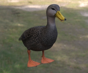 Modern Animal Duck-ID:890597111