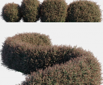 Modern Shrubbery-ID:295038944