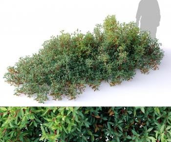 Modern Shrubbery-ID:865977051