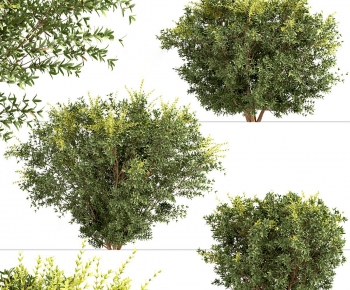 Modern Shrubbery-ID:864602095