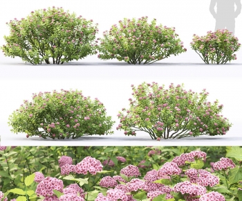 Modern Shrubbery-ID:732933044