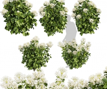 Modern Shrubbery-ID:394042025