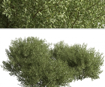 Modern Shrubbery-ID:283904088