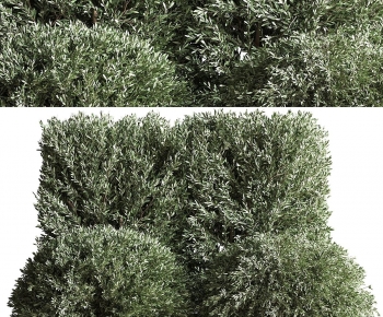 Modern Shrubbery-ID:525970949