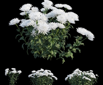Modern Shrubbery-ID:315290932