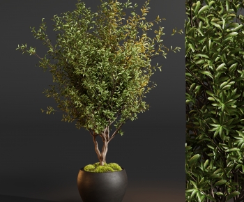 Modern Ground Green Plant Potted Plants-ID:435204035