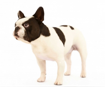 Modern Mammal-ID:734620093