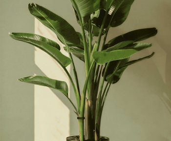 Modern Ground Green Plant Potted Plants-ID:263716944