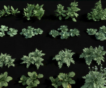 Modern Crop-ID:575789934