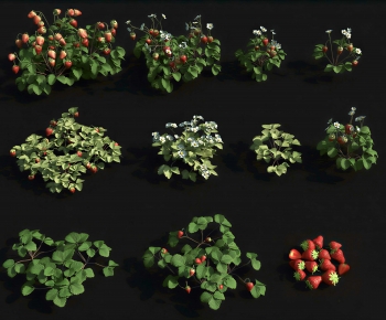 Modern Fruit-ID:209322936