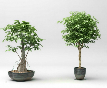 Modern Ground Green Plant Potted Plants-ID:439564941